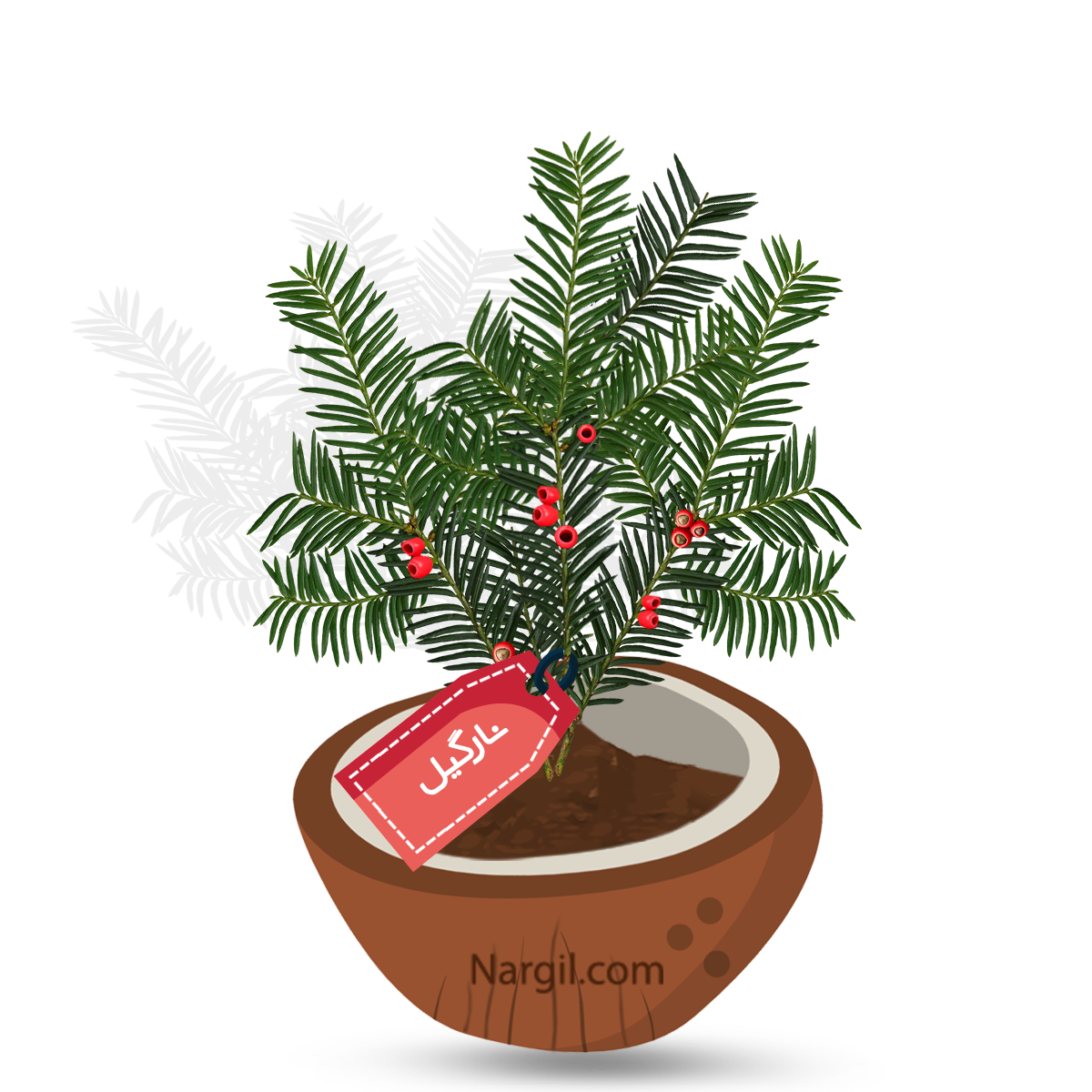  Nargil - English yew